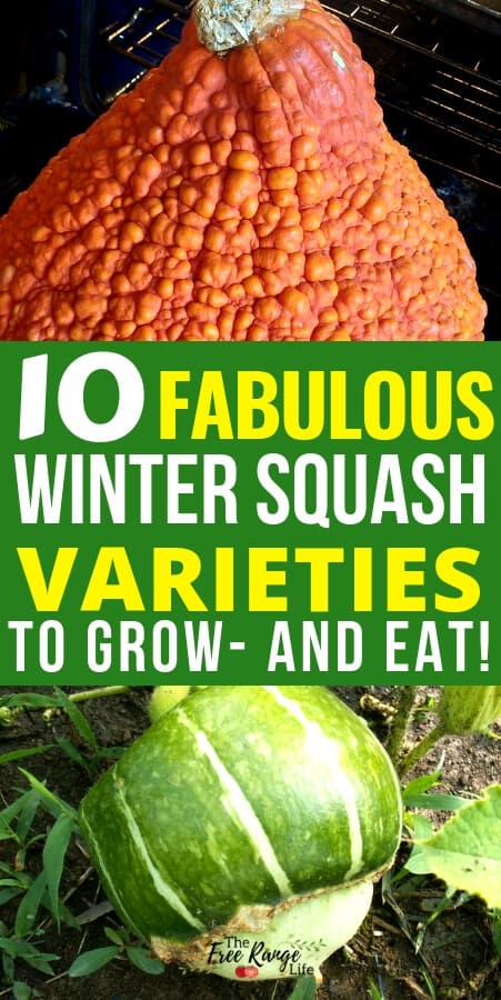 Vegetable Gardening: Did you know there are more 100 different types of winter squash? This staple food is full of antioxidants, vitamins, and minerals and can be used in many different recipes. Read about my top 10 favorite winter squash varieties and find a few new ones to grow- and eat!