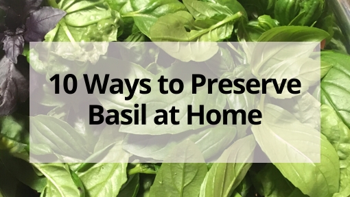 10 Ways to Preserve Basil at Home