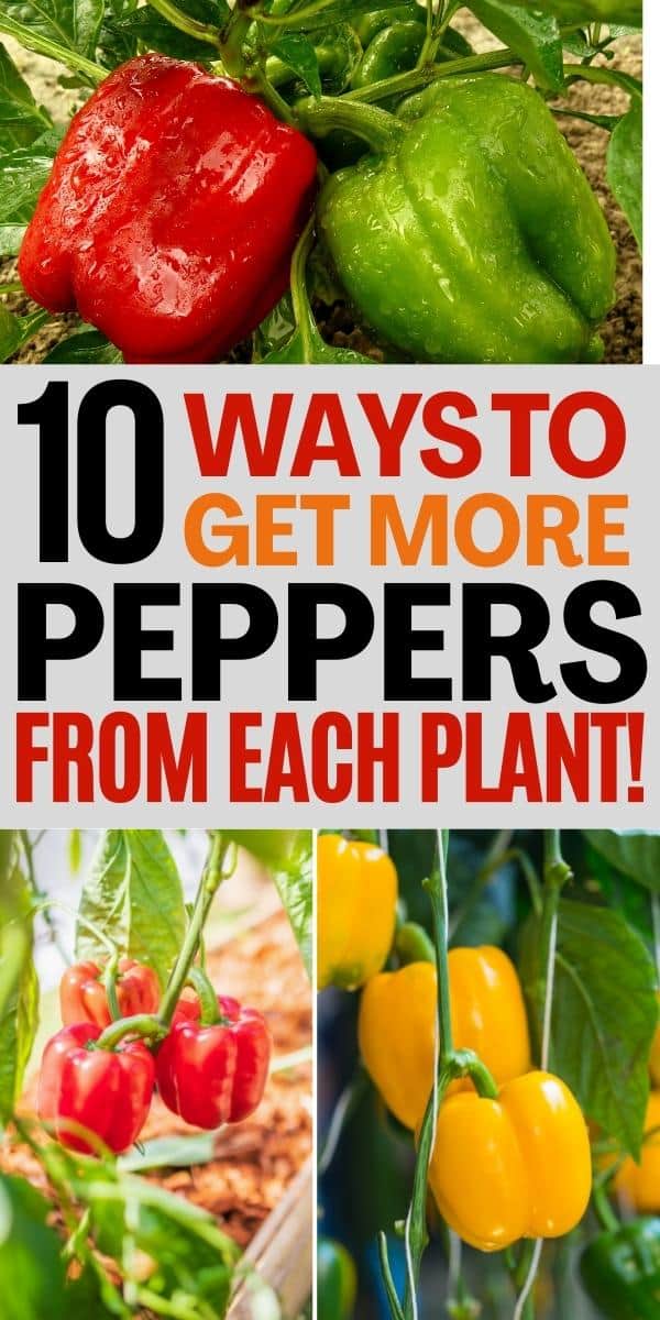 10 ways to get more peppers from each plant text with images of red, yellow, and green bell peppers on the plant