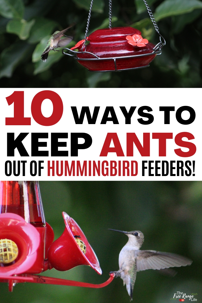 10 ways to keep ants out of hummingbird feeders