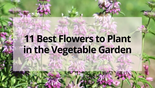 11 Best Flowers for Your Vegetable Garden