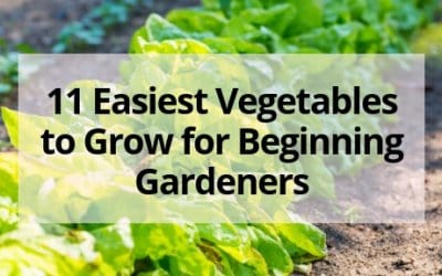 Gardening For Beginners | Tips and How-To Guides