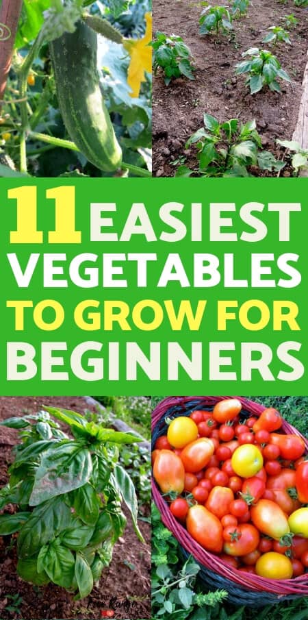 11 Easiest Vegetables To Grow For Beginning Gardeners