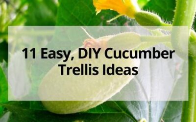 11 Easy, DIY Cucumber Trellis Ideas
