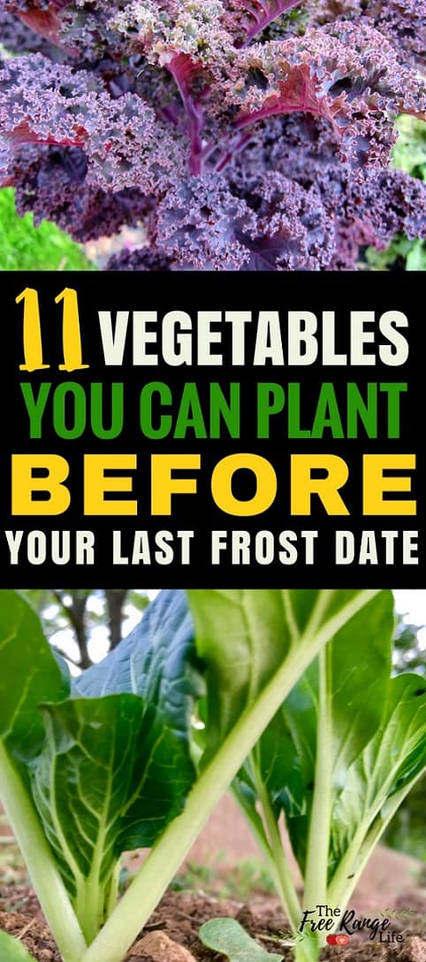 Vegetable Gardening Ideas: Start your garden now with these 11 cool weather crops you can grow before your last frost date! Gardening for Beginners | Orgnaic Gardening Tips