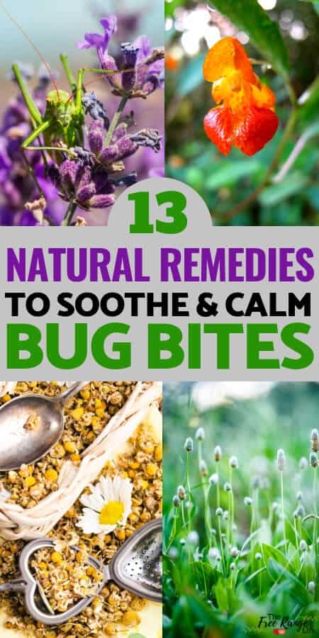 Natural Health: Learn how to stop the itch from mosquitoes, fleas, and other bugs with these natural remedies for bug bites- many of which you have on hand in your home!