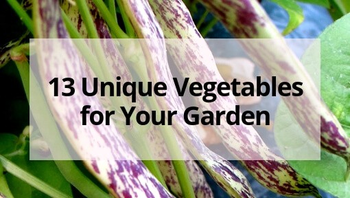 13 Unique and Unusual Vegetables for Your Garden