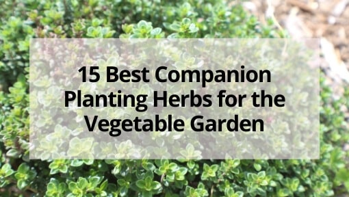 Companion Planting with Herbs in the Vegetable Garden