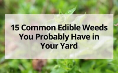 15 Common Edible Weeds You Probably Have in Your Yard
