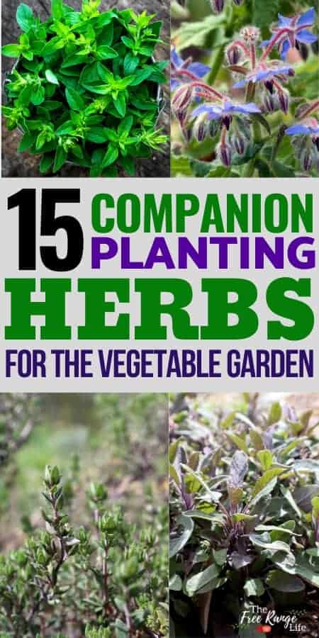 15 companion planting herbs for the vegetable garden with images of marjoram, borage, thyme, and sage