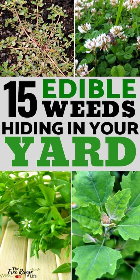 15 Common Edible Weeds You Probably Have In Your Yard