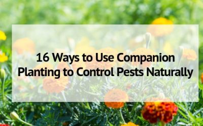 16 Ways to Use Companion Planting for Pest Control Naturally