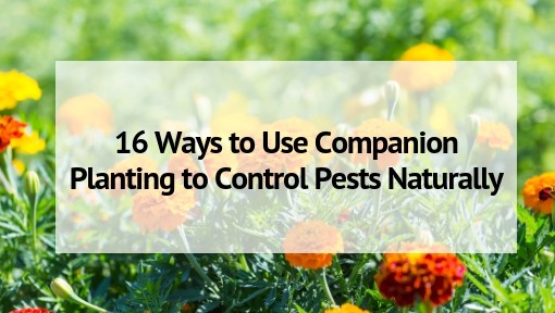 III. How Companion Plants Deter Pests Naturally