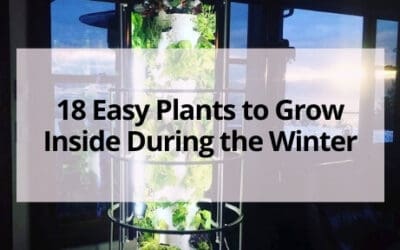 18 Easy Plants to Grow Inside During the Winter