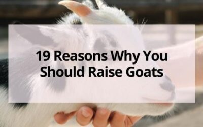 19 Reasons to Raise Goats on Your Homestead