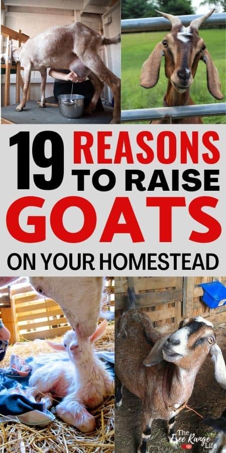 19 reasons to raise goats on your homestead