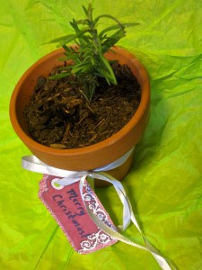 potted herbs for christmas