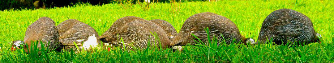 5 Reasons Not to Own Guinea Fowl! They are great for pest control, but guineas have some cons too. Learn from this homesteaders experience with guineas. l