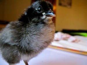 hatching chicks in incubator