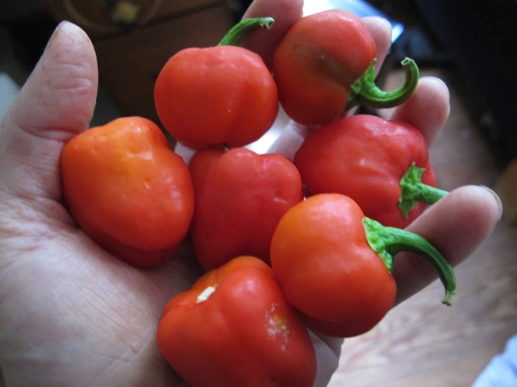 Best Heirloom Sweet Pepper Varieties to Try This Year