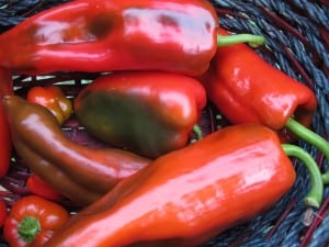If you are overwhelmed with your choices when it comes to growing sweet peppers, check out this list of the 5 Best Heirloom Sweet Pepper Varieties!