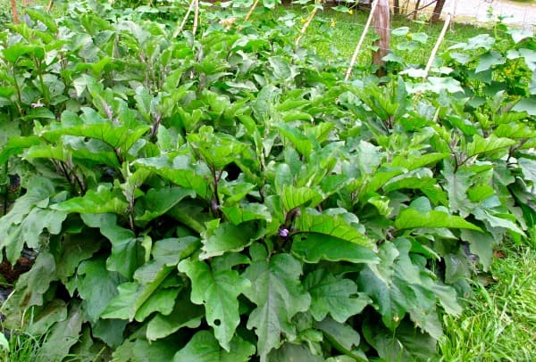 Large patch of bushy eggplant plants growing in a garden