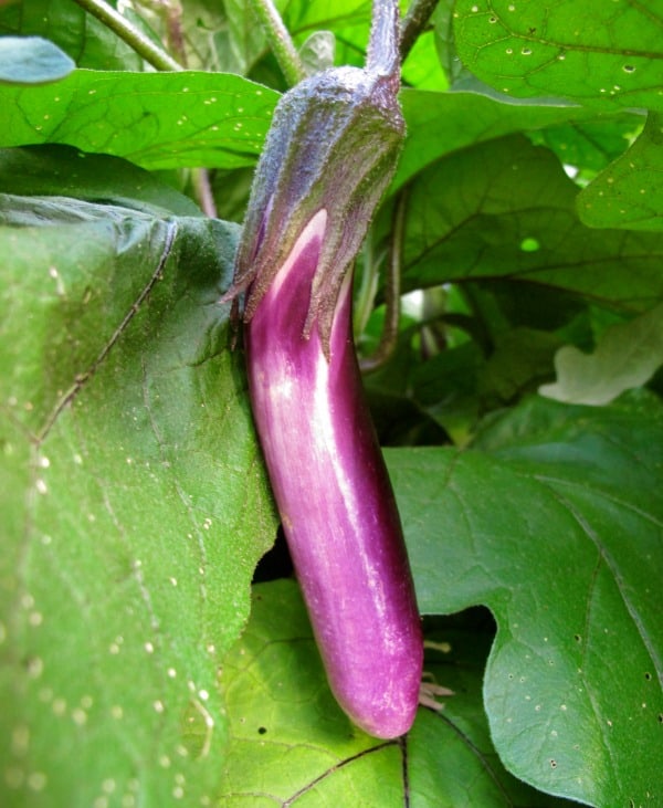 Small ping tung Chinese eggplant and leaves close up