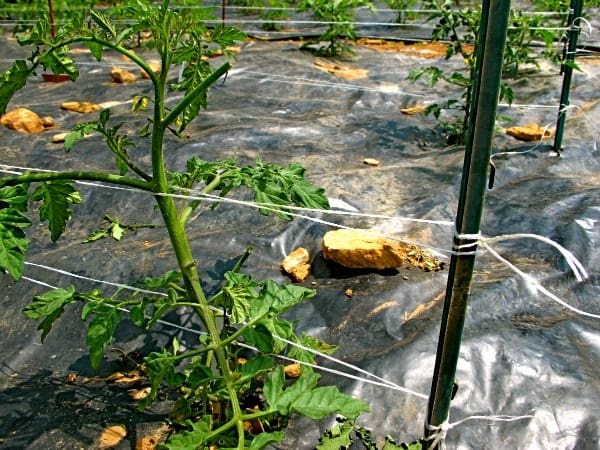 Florida weave to stake tomatoes