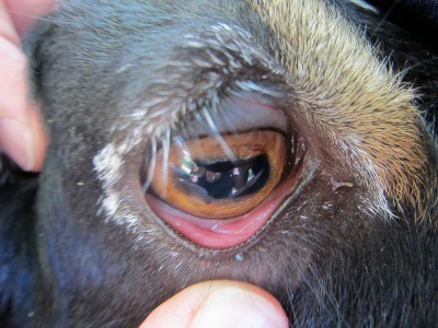 checking for anemia in goats by pulling down the inner eyelid in goats revealing a nice pink color
