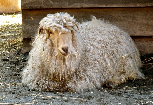 angora goat