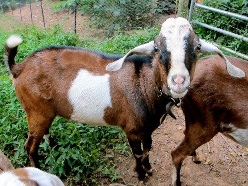 breeding goats buck
