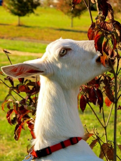 dairy goat breeds- saanen