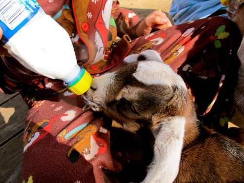 bottle feeding a goat