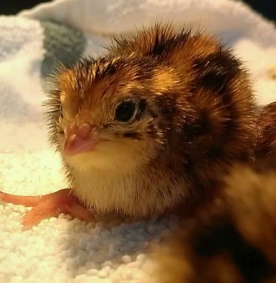 coturnix quail chick