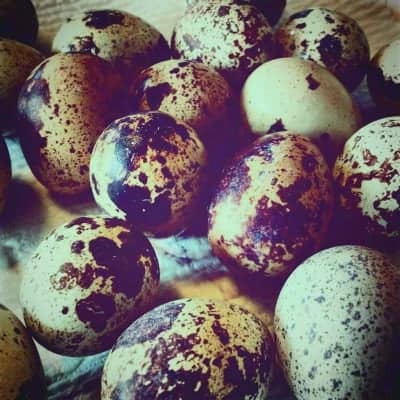 coturnix quail eggs