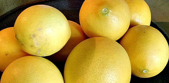 meyer lemons