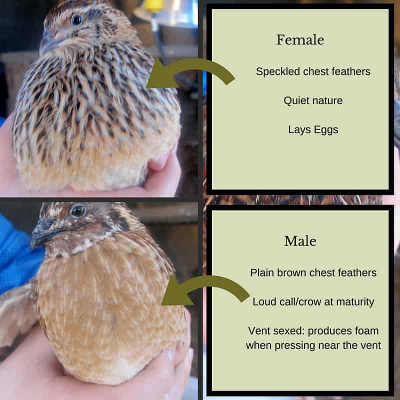 sexing coturnix quail