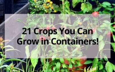 21 Crops You Can Grow in Containers on Your Deck or Balcony!