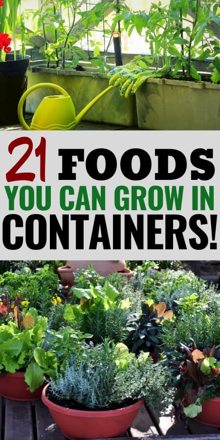 21 Crops You Can Grow in Containers with tomatoes and herbs in pots on decks