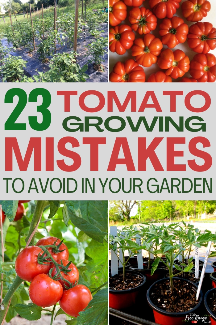 23 tomato growing mistakes to avoid in your garden