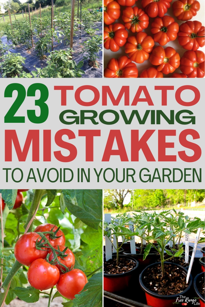 23 of the Best Slicing Tomatoes to Grow in Your Garden