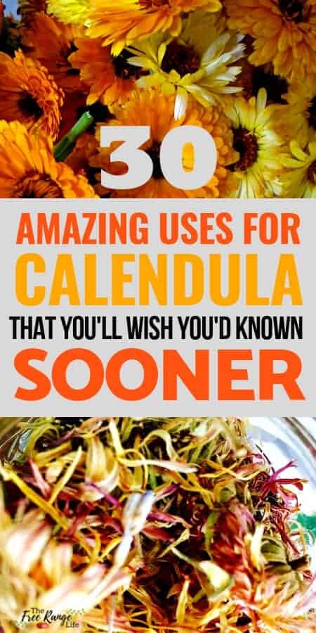 Herbal Remedies: Calendula is a miracle herb with some amazing uses. Learn 30 different uses for calendula- from acne to curing bacterial infections!