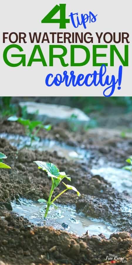 4 tips for watering your garden correclty