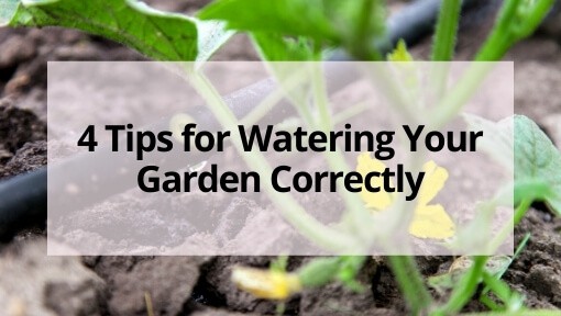 How to Water Your Garden Correctly