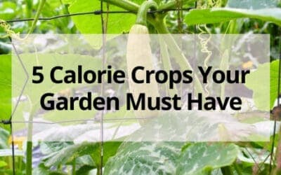 5 Calorie Crops Your Survival Garden Must Have