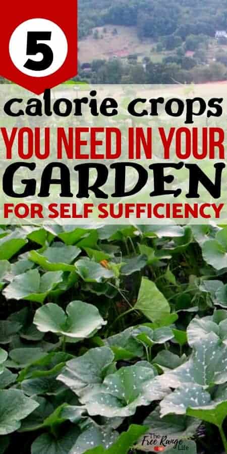 5 calorie crops you need in your garden for self sufficiency