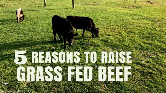 5 Reasons You Need to Raise Grass Fed Beef on Your Homestead