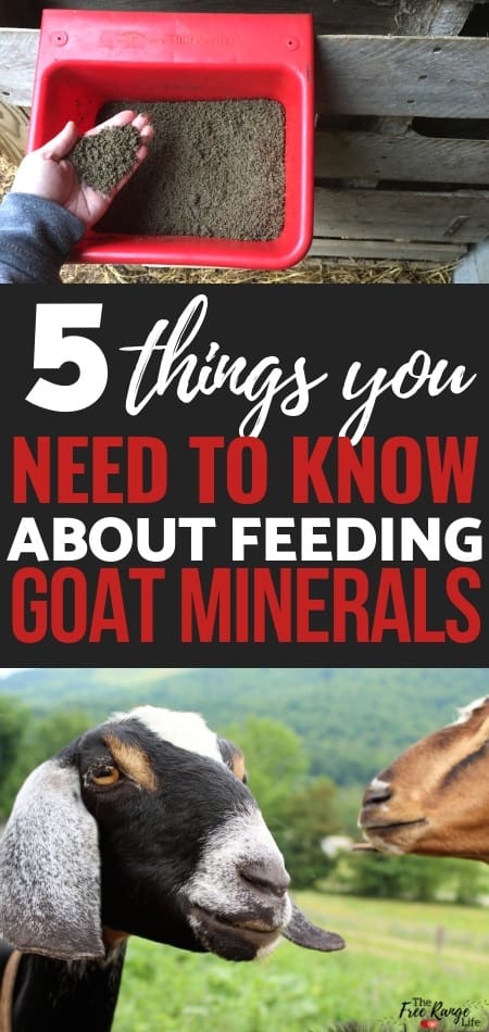 Raising Goats: Goat nutrition is an important part of keeping your goat healthy. Learn why goat minerals are the most important part of your goat's nutritional health. 