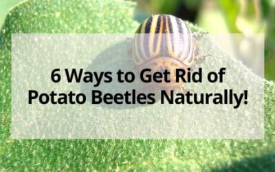 6 Ways to Get Rid of Potato Beetles in Your Garden- Naturally!