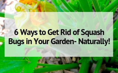 7 Ways to Get Rid of Squash Bugs in Your Garden- Naturally!